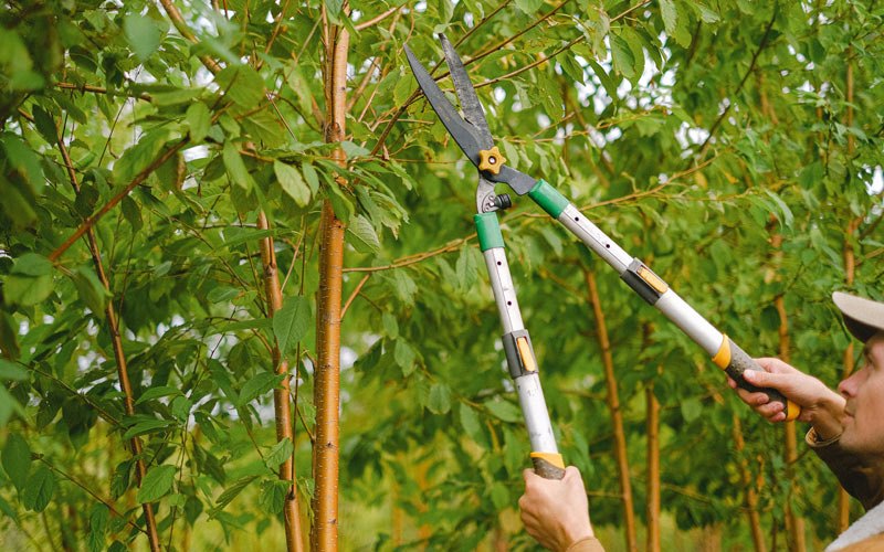 Tree trimming in Mount Union, IA