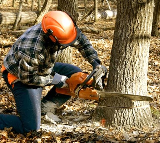 Tree Removal in Mount Union, IA